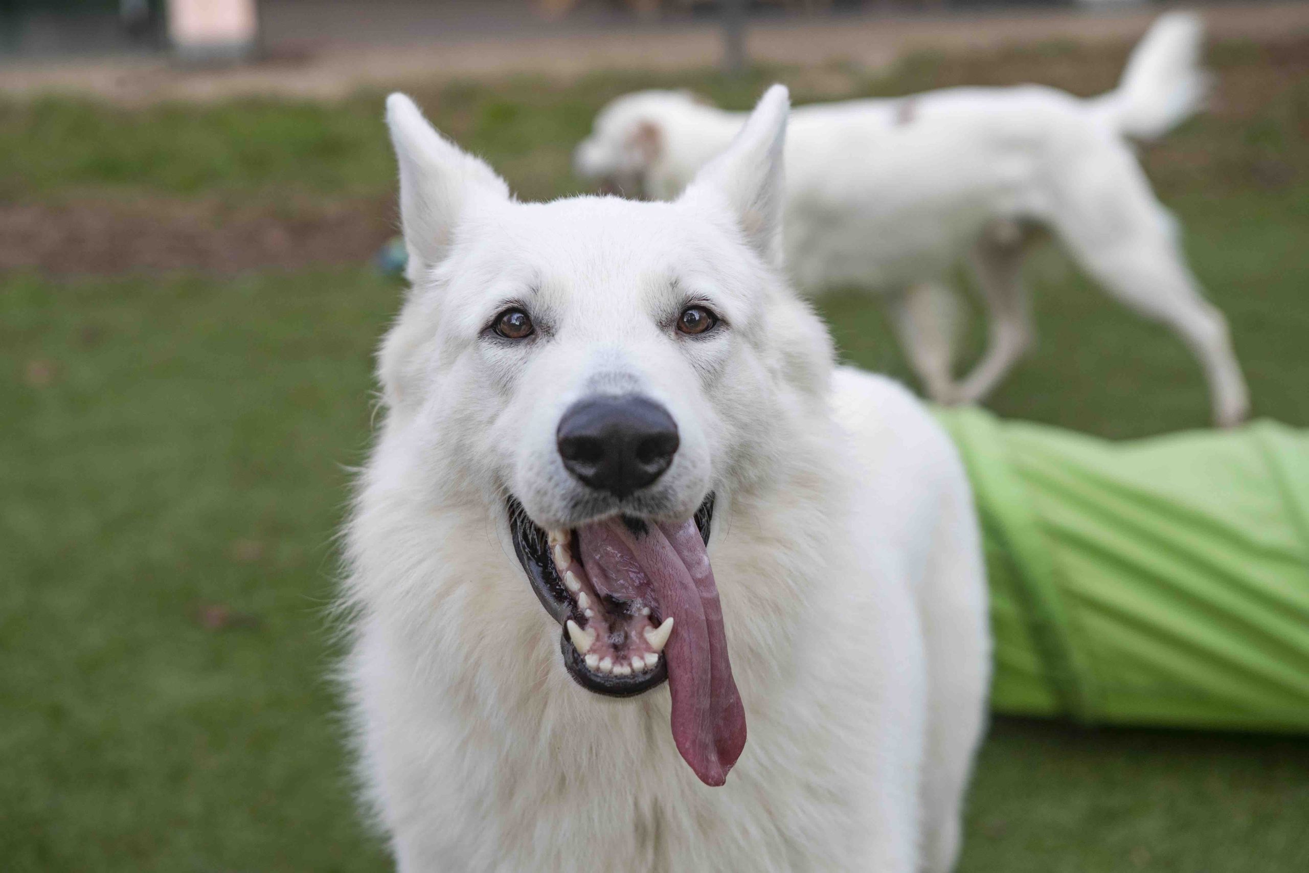 _AO_Prodotti_3 viewport3